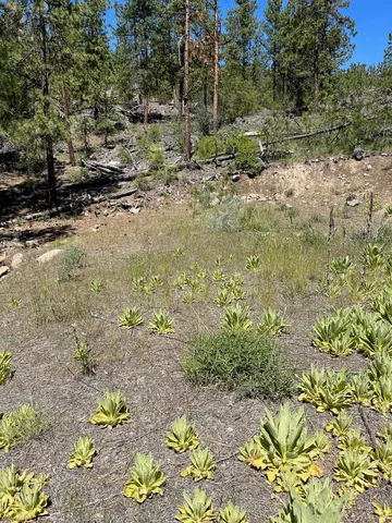 $48,000 | 3 Bob White Lane, Davenport, WA 99122