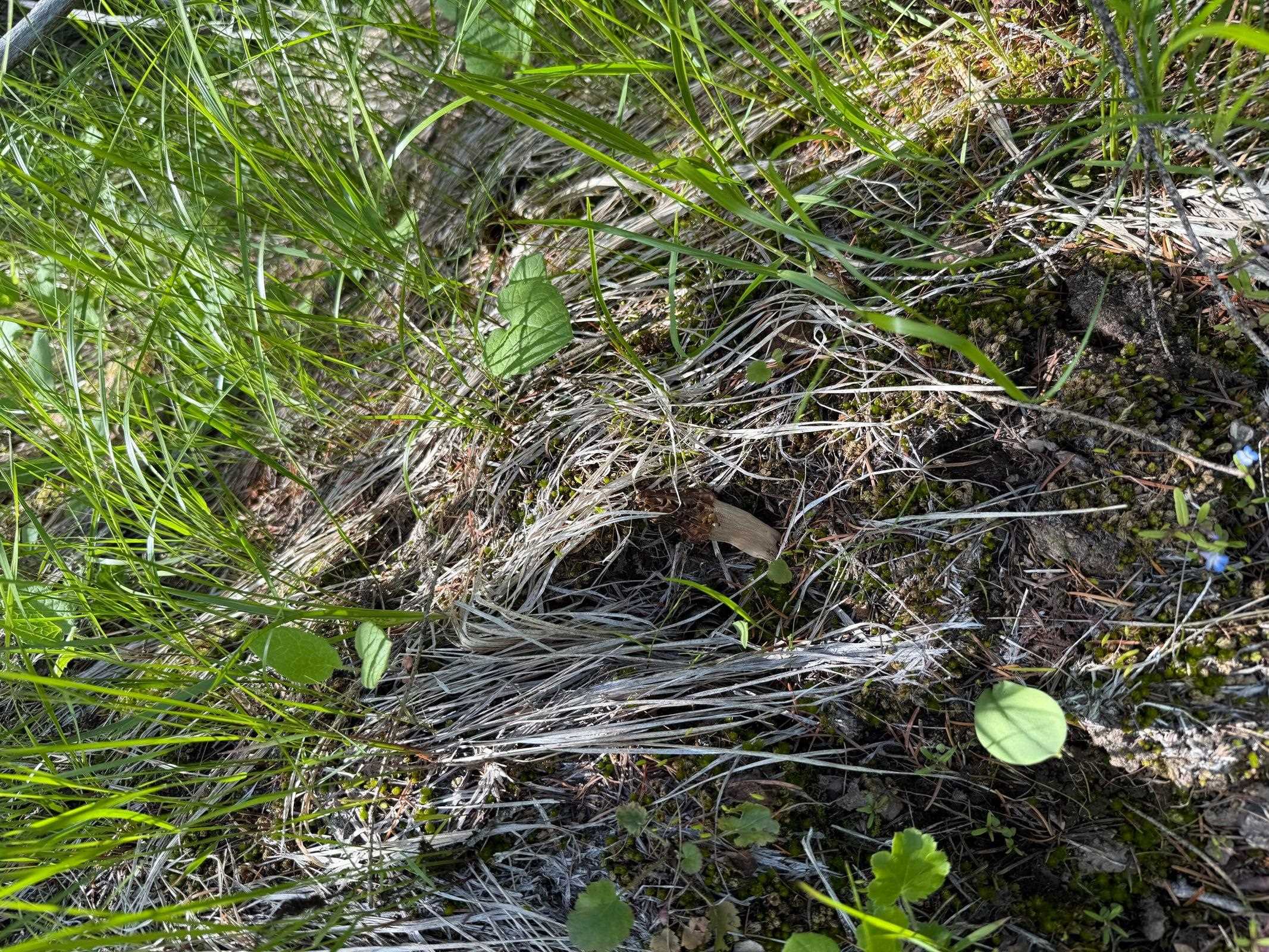 3774 C Daisy Mine Road Rice, WA 99167 - Photo 20 of 29