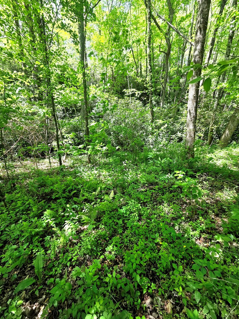 0 Vincent Colvin Road Robbinsville, NC 28771 - Photo 6 of 18