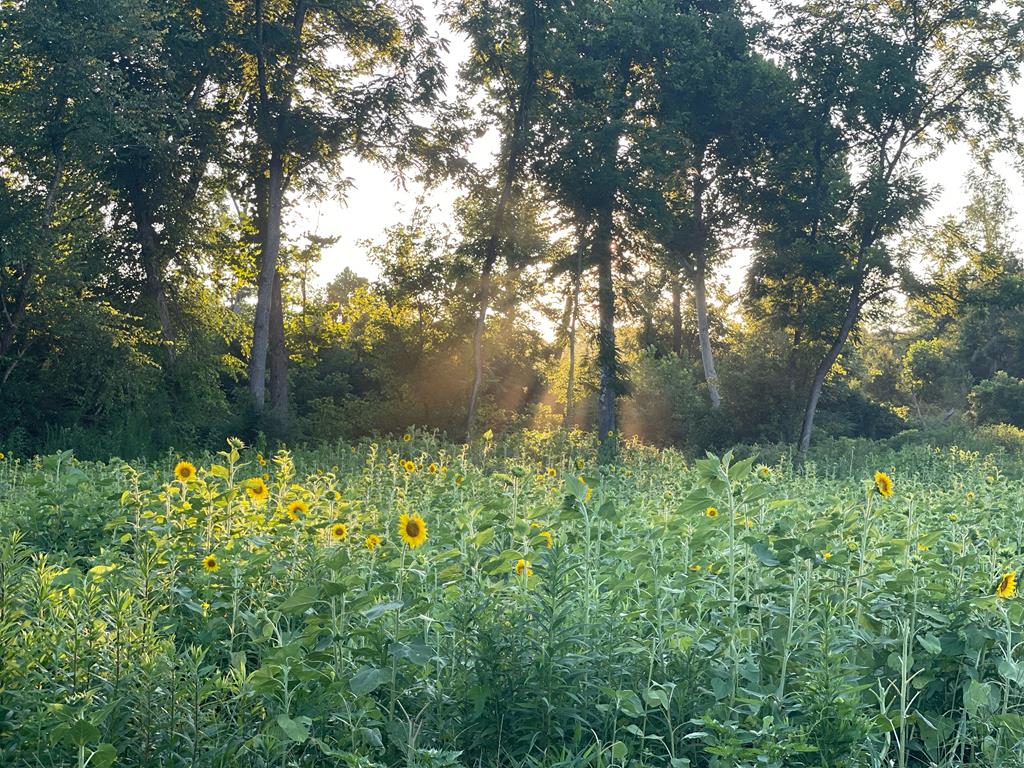 5932 Whitesville Road West Point, GA 31833 - Photo 18 of 40 Sunflower Field in backyard