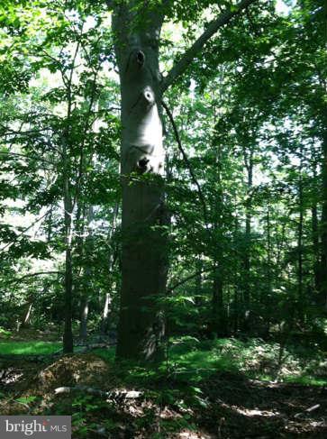 Turkey Point Road Road North East, MD 21901 - Photo 1 of 3 BUILD YOUR DREAM HOME