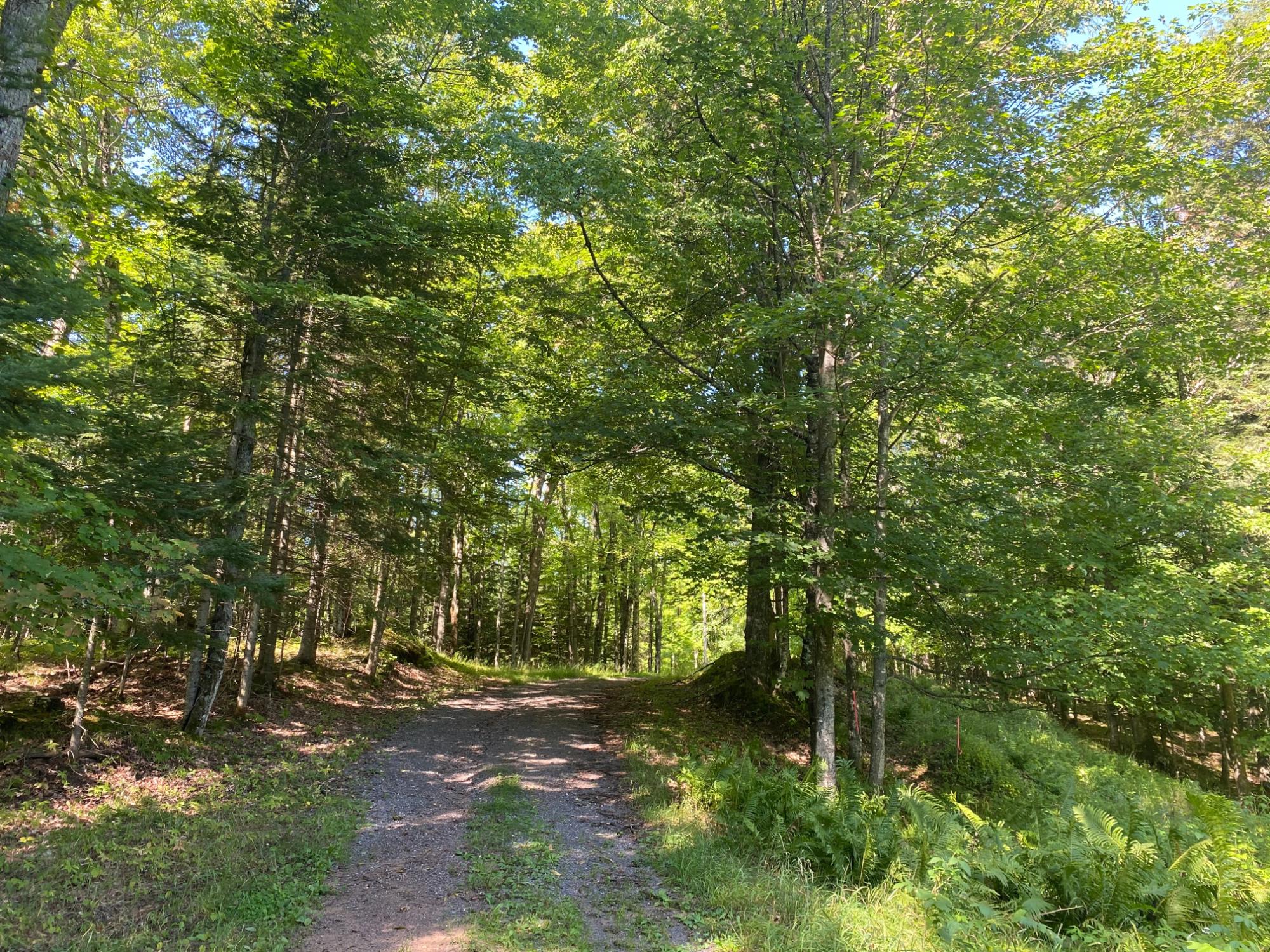 Off Grace Lake Road, Unit LOT 12 Watersmeet, MI 49969 - Photo 6 of 9 Gallery Image 6
