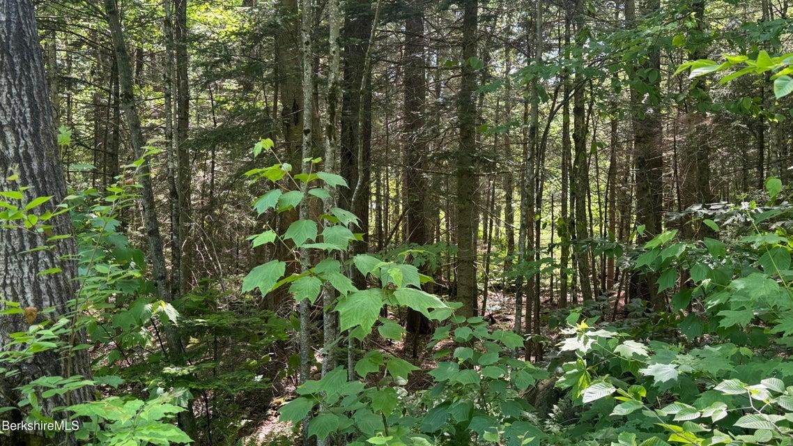 0 Oberdorf Road, Unit 275 Readsboro, VT 05352 - Photo 4 of 6