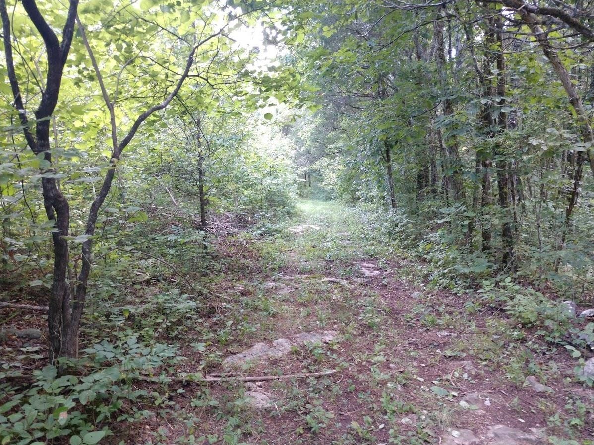 2366 Tracy Road Watertown, TN 37184 - Photo 9 of 25 a view of a forest with trees in the background