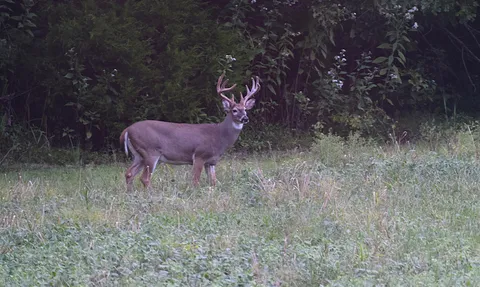 $849,900 | 1457 Absher Branch Road, Westmoreland, TN 37186