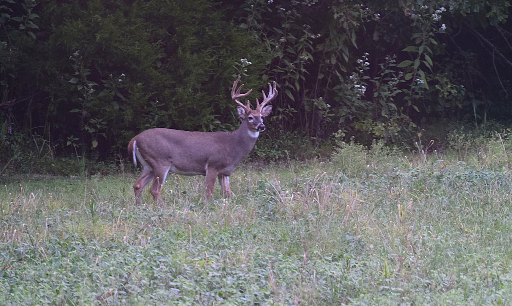 1457 Absher Branch Road Westmoreland, TN 37186 - Photo 62 of 74
