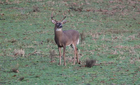 $849,900 | 1457 Absher Branch Road, Westmoreland, TN 37186