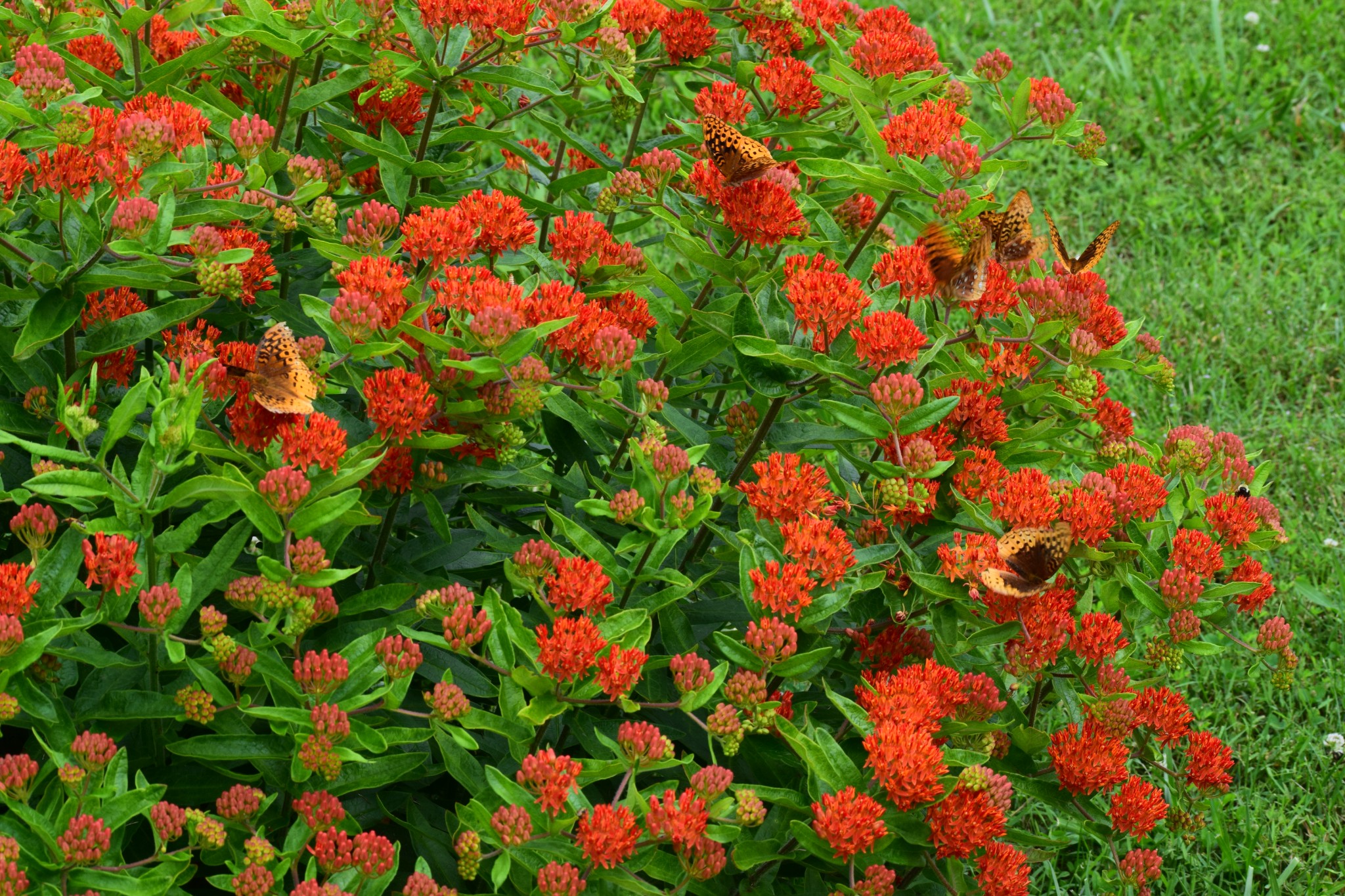 1457 Absher Branch Road Westmoreland, TN 37186 - Photo 65 of 74