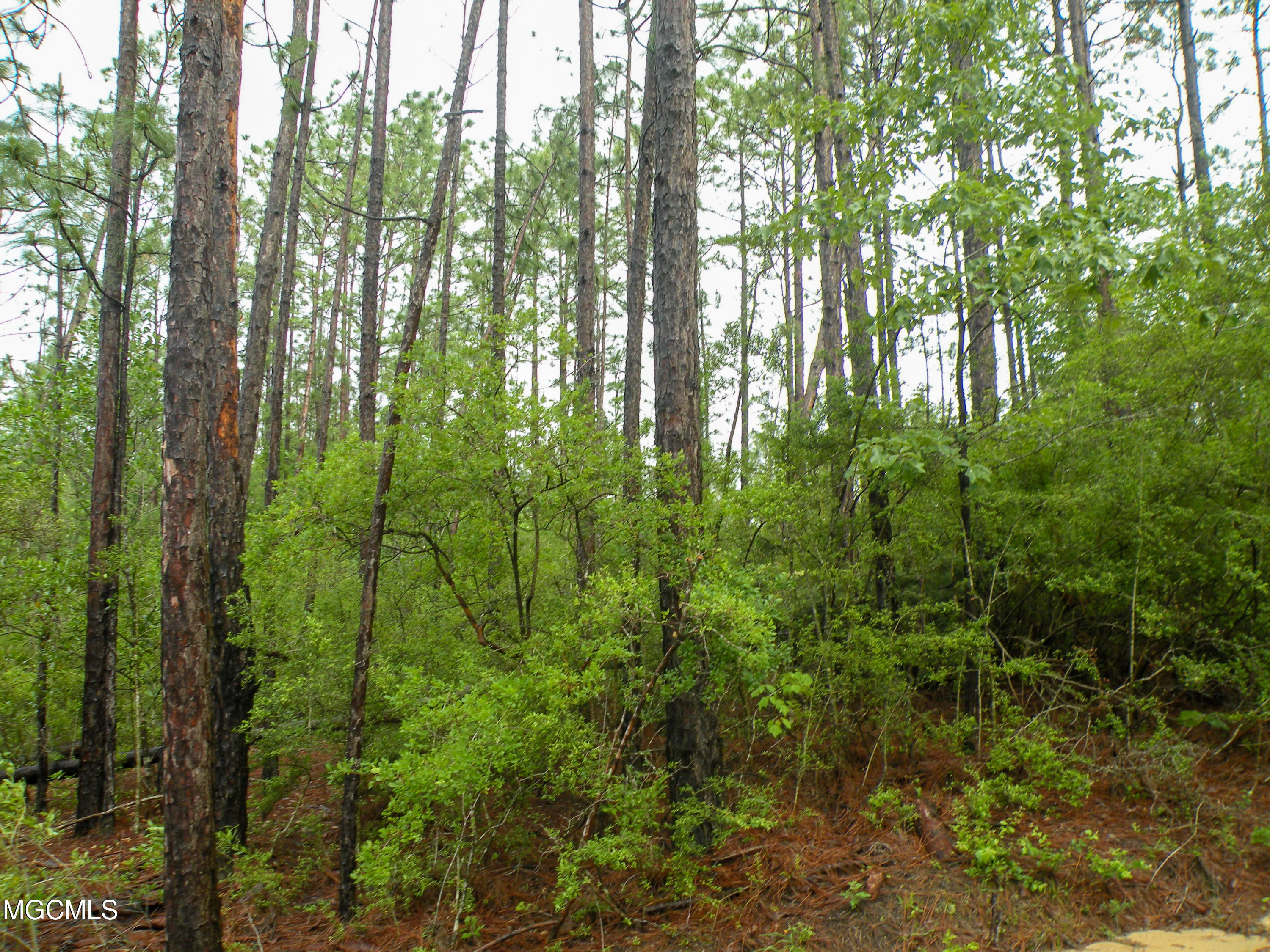 16.73-ac F W G Road Lucedale, MS 39452 - Photo 11 of 13 DSCN9882