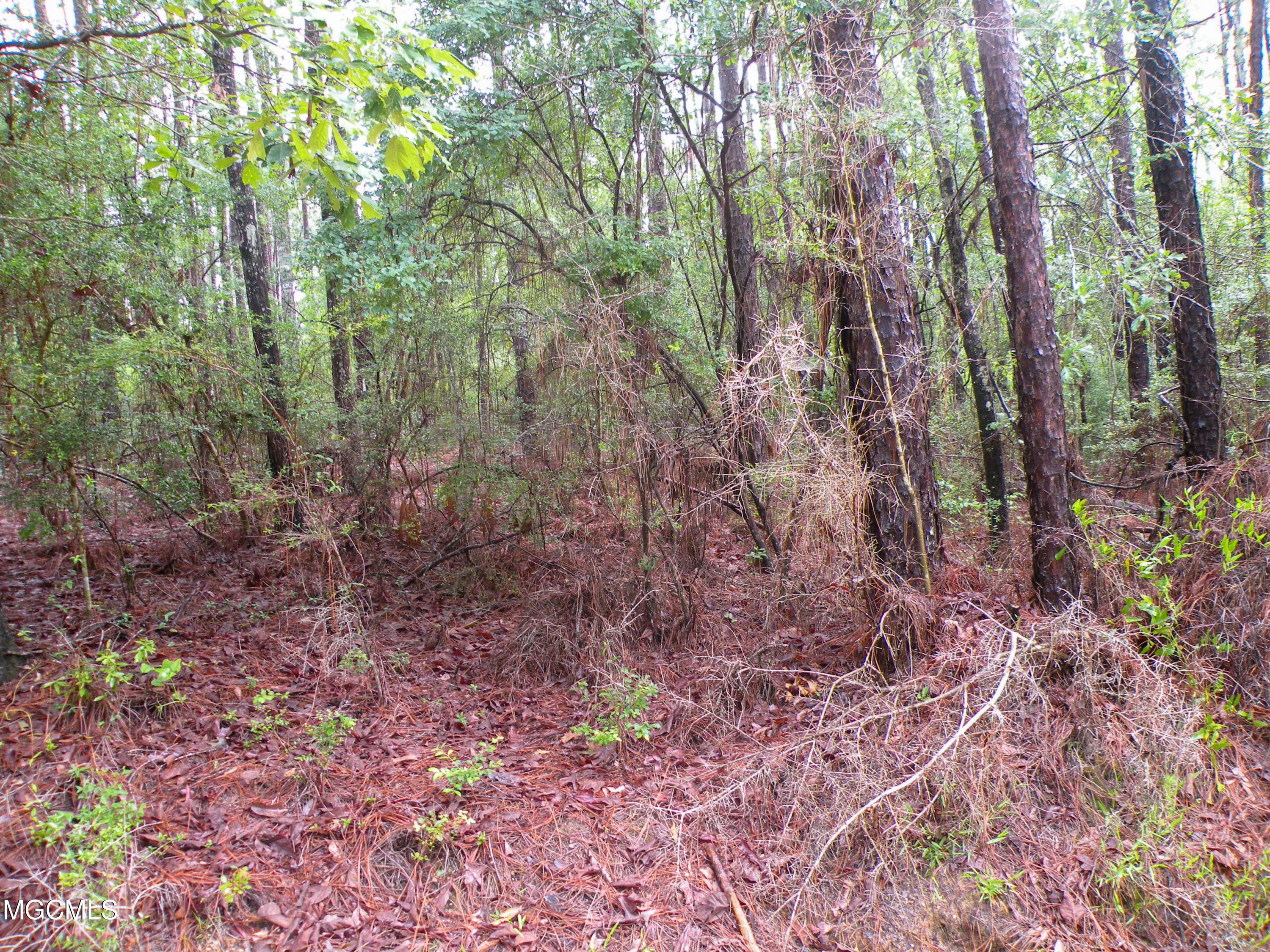 16.73-ac F W G Road Lucedale, MS 39452 - Photo 12 of 13 DSCN9883