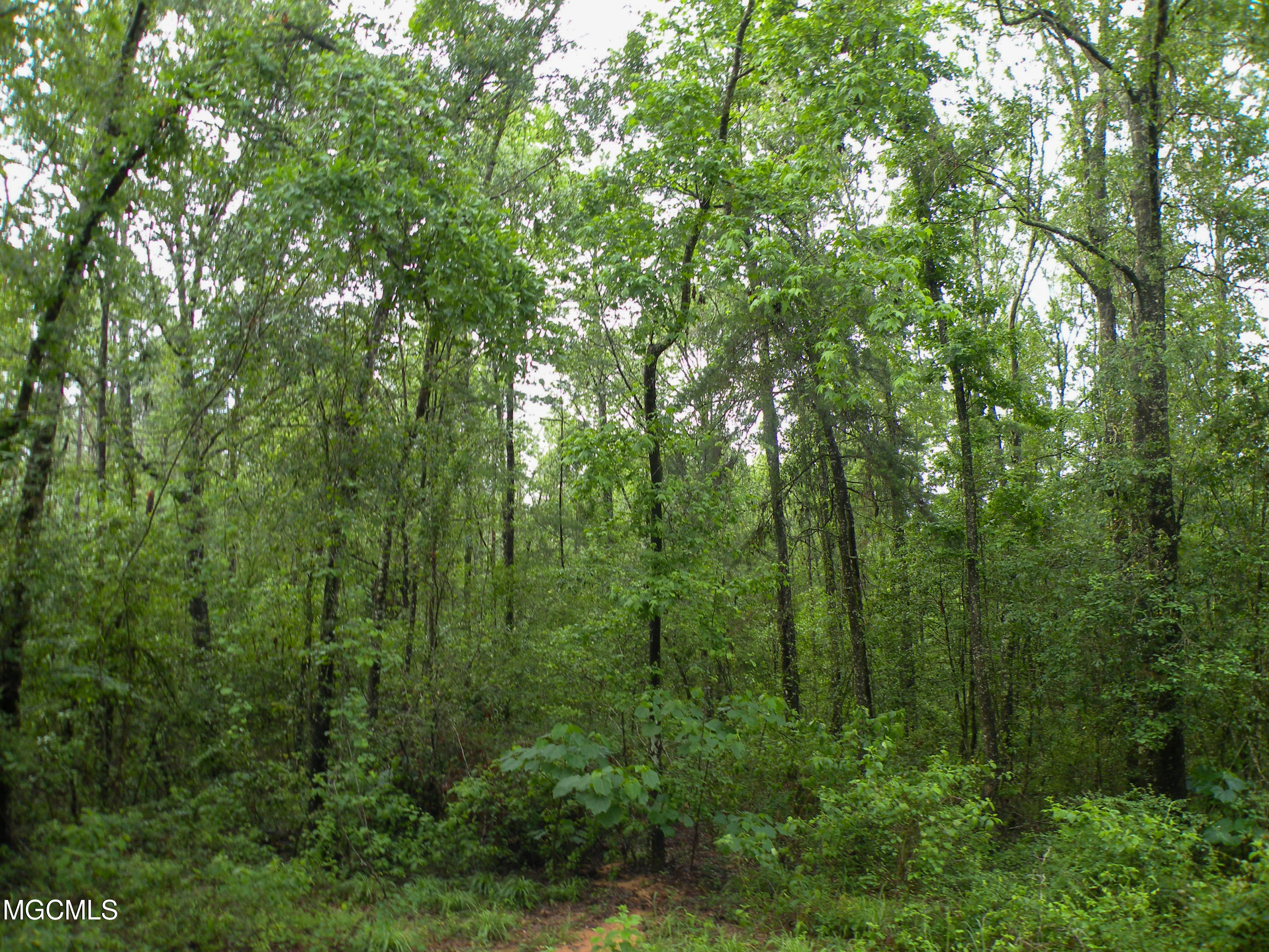 16.73-ac F W G Road Lucedale, MS 39452 - Photo 3 of 13 DSCN9874