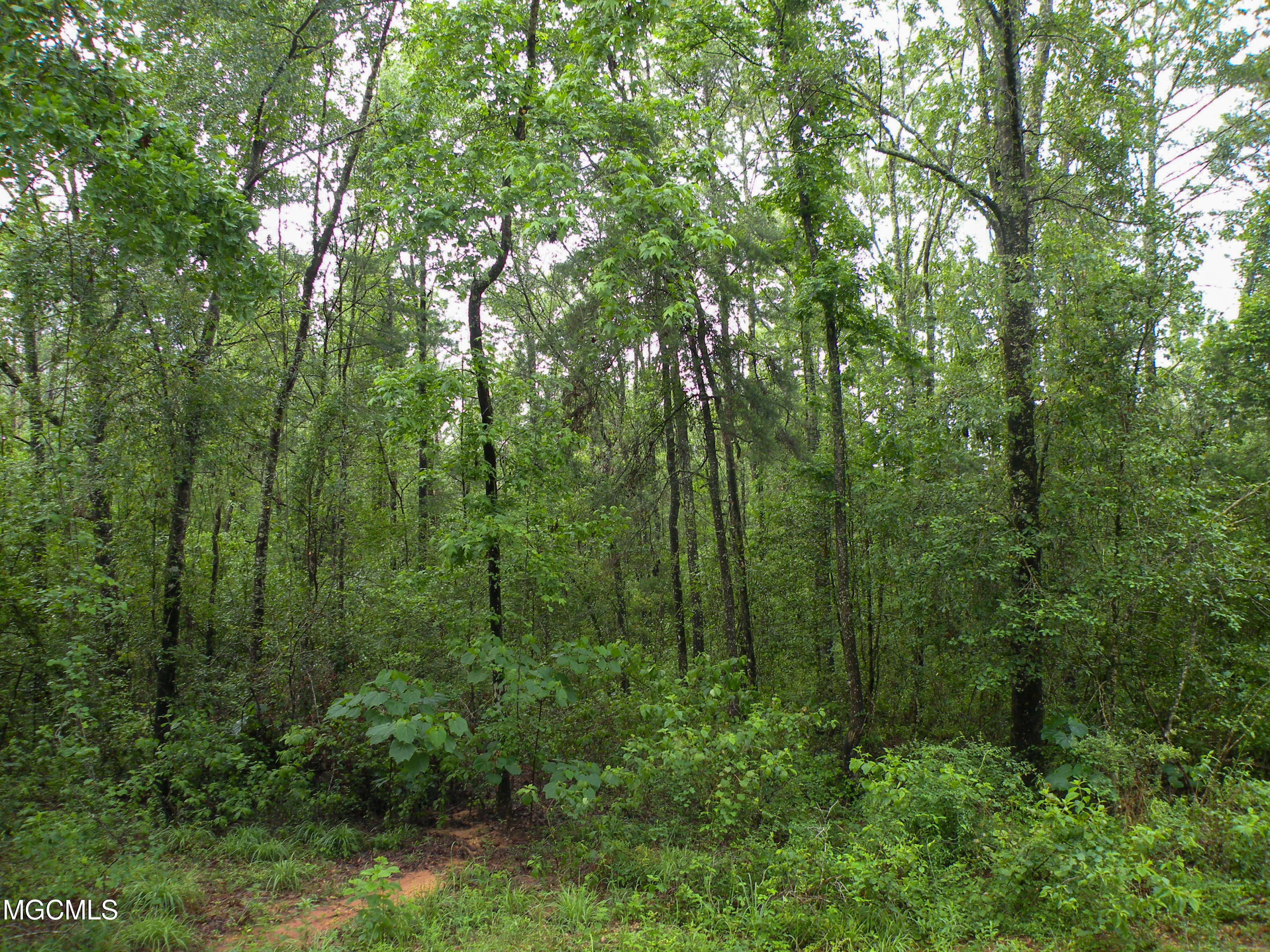 16.73-ac F W G Road Lucedale, MS 39452 - Photo 4 of 13 DSCN9875