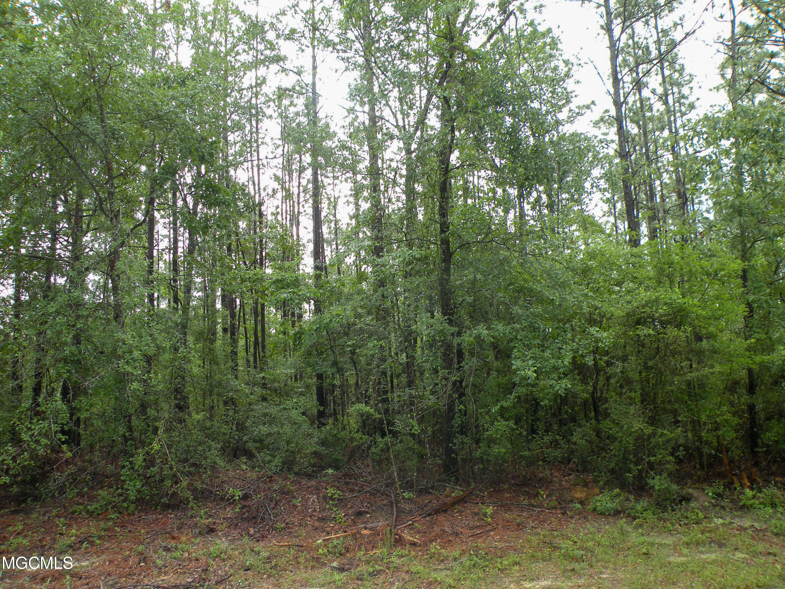 16.73-ac F W G Road Lucedale, MS 39452 - Photo 5 of 13 DSCN9876