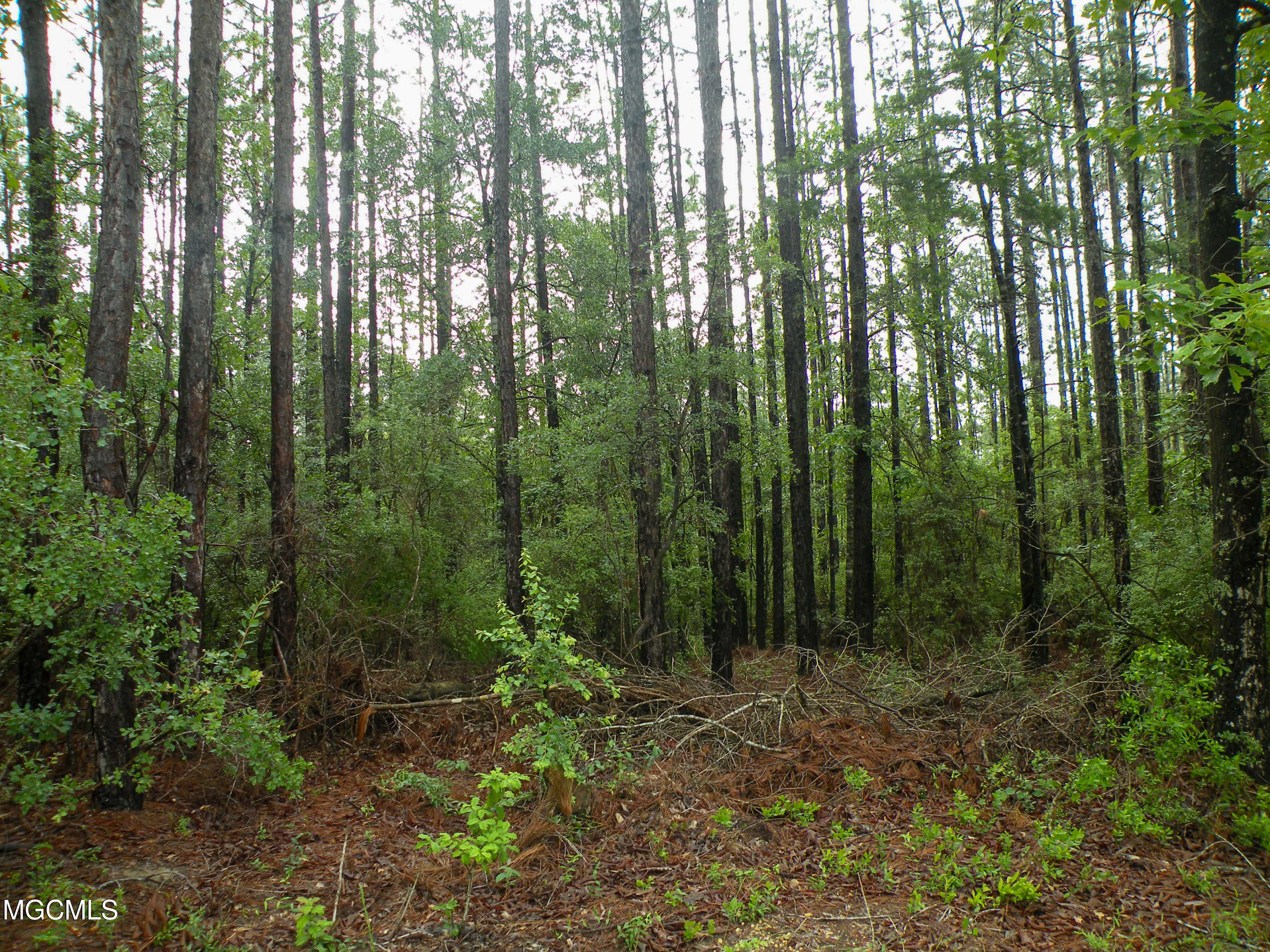 16.73-ac F W G Road Lucedale, MS 39452 - Photo 7 of 13 DSCN9878