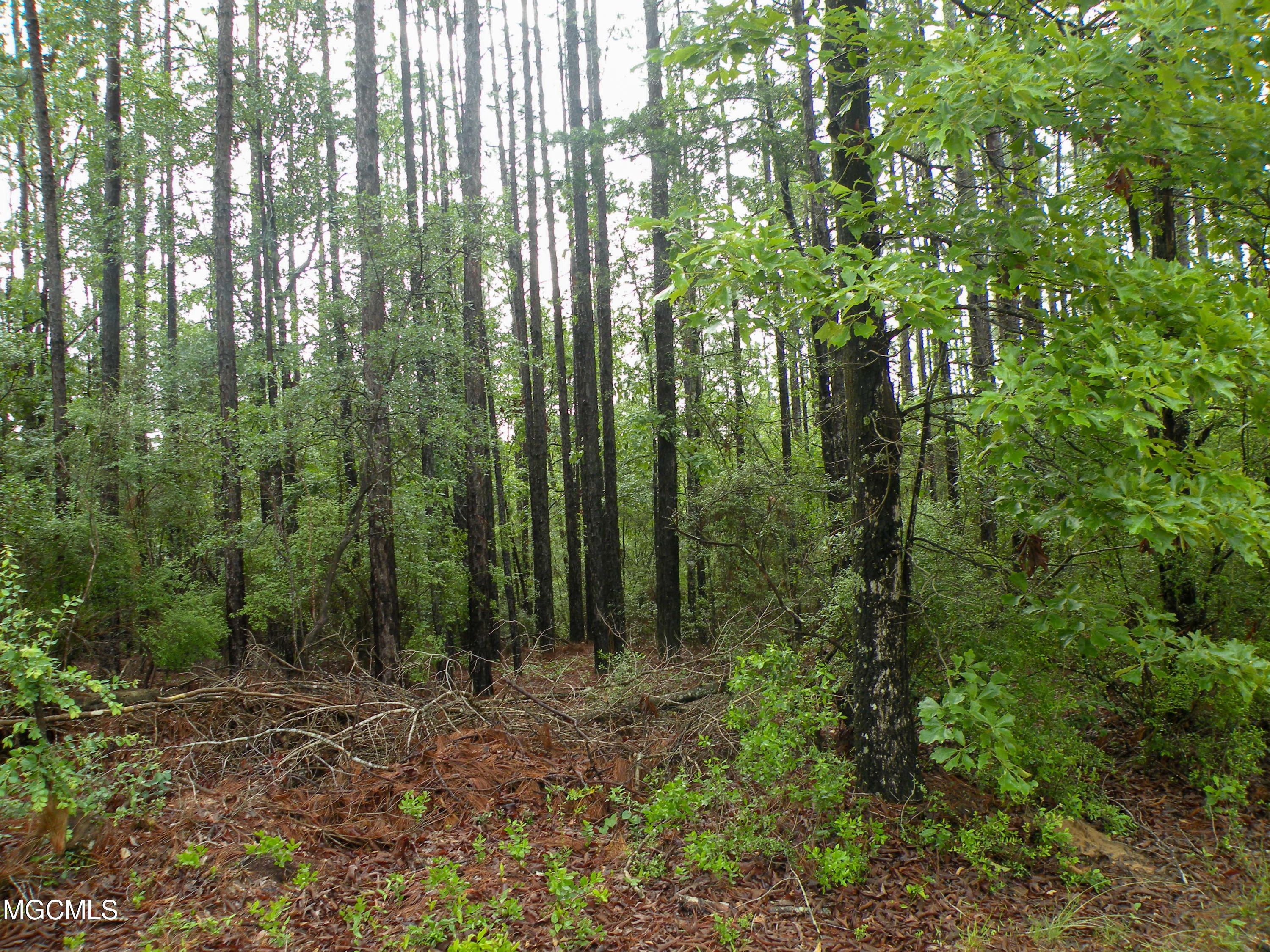 16.73-ac F W G Road Lucedale, MS 39452 - Photo 8 of 13 DSCN9879