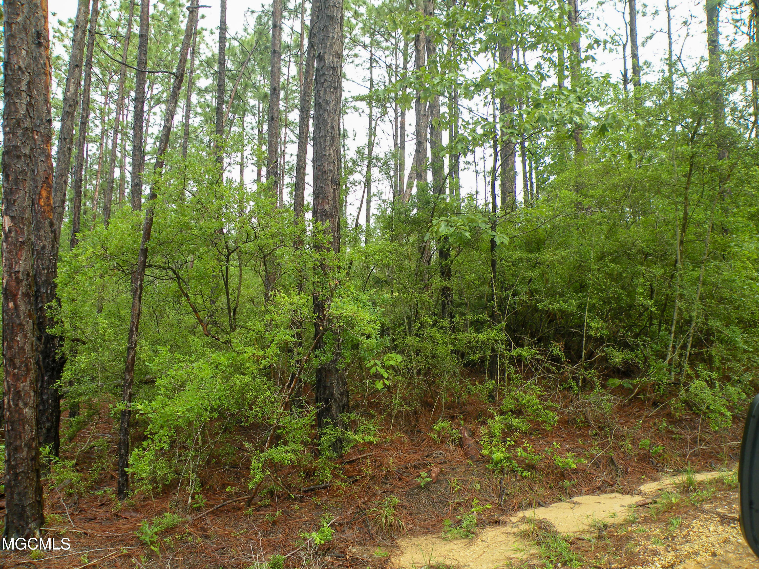 16.73-ac F W G Road Lucedale, MS 39452 - Photo 10 of 13 DSCN9881