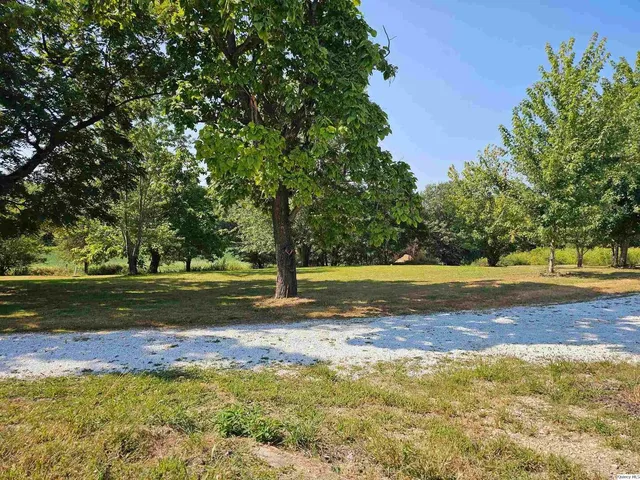 a view of a yard with large trees