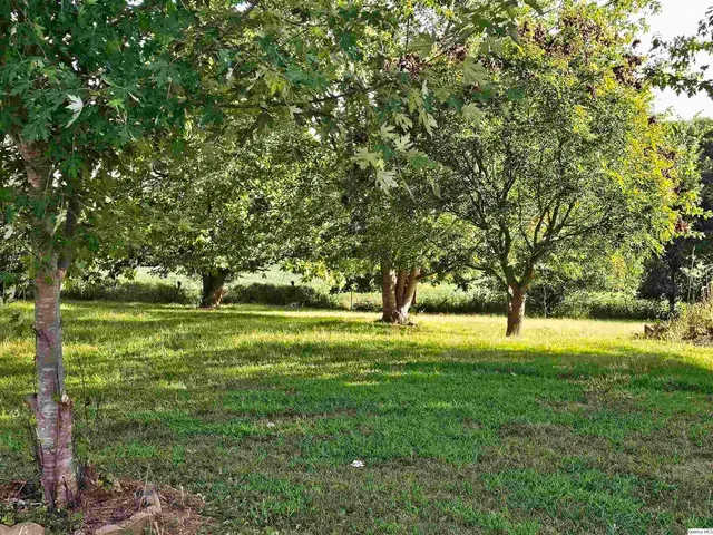 a view of a trees in a yard