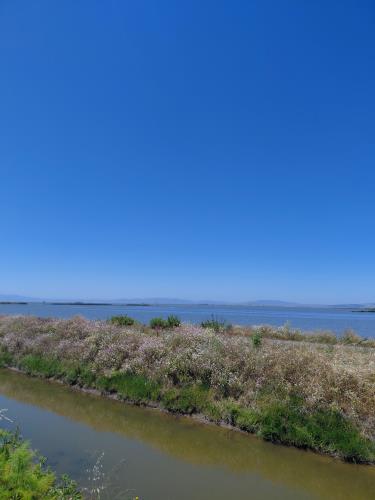 528 Wetlands Edge Road American Canyon, CA 94503 - Photo 43 of 55