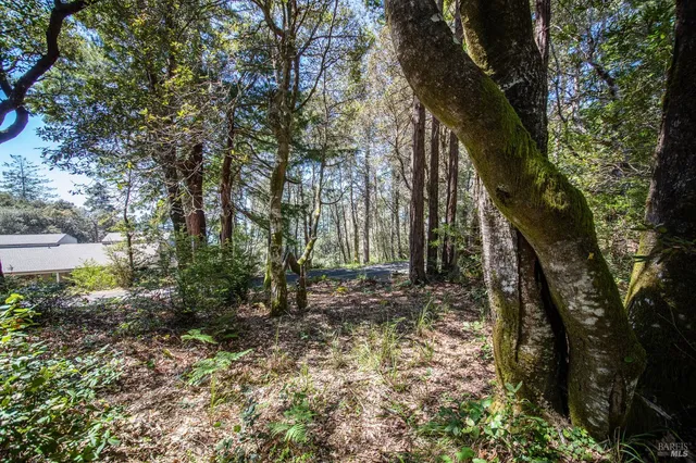 a view of a garden with a trees