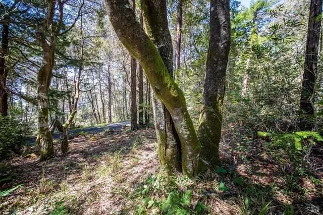 a view of a forest with trees
