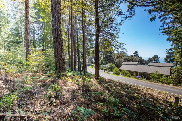 a view of a yard with trees