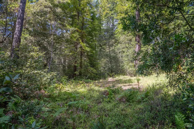 a view of a road with plants and trees