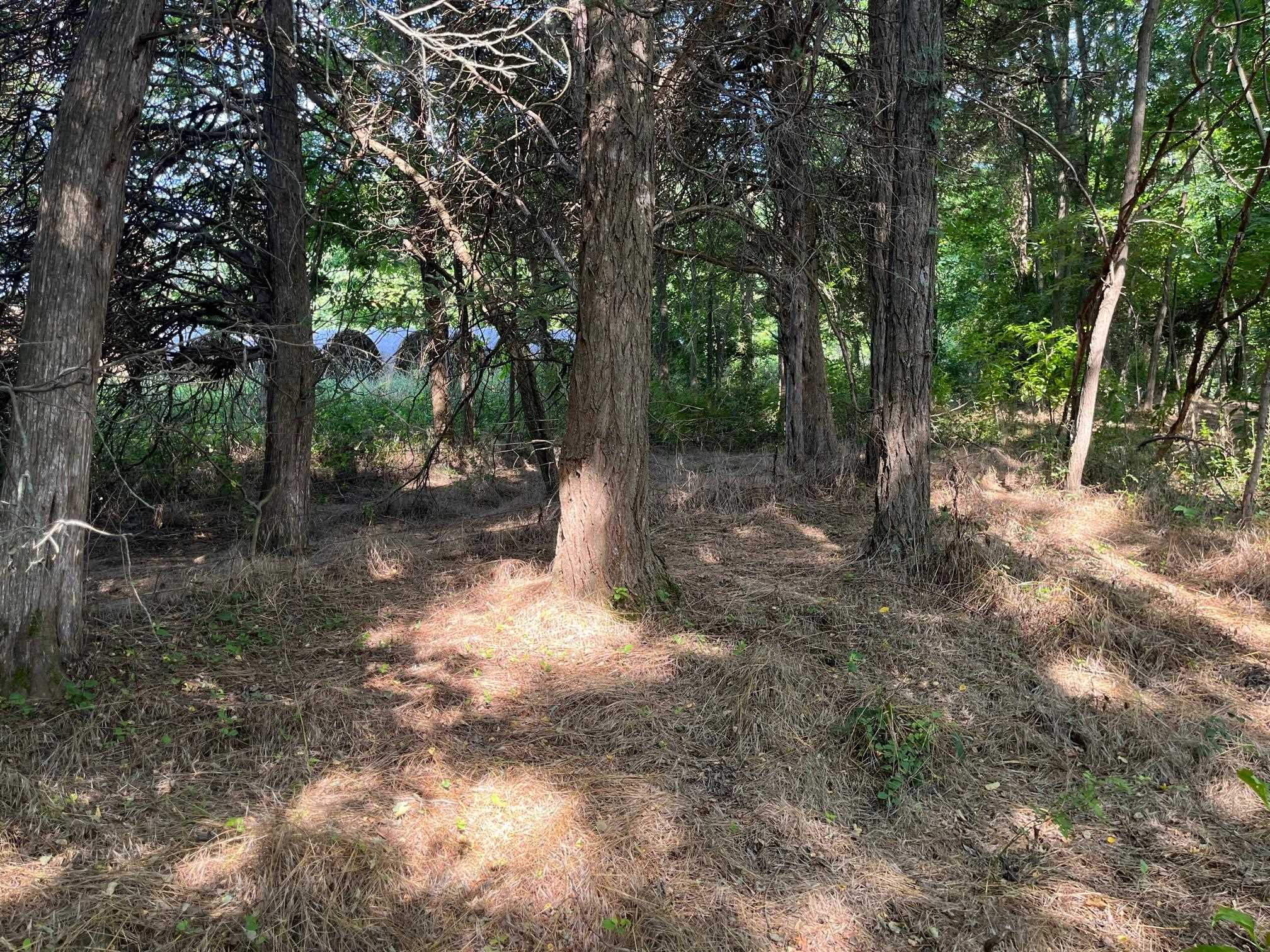 520 Todd Road Mount Sidney, VA 24467 - Photo 11 of 15 a view of a forest with trees in the background