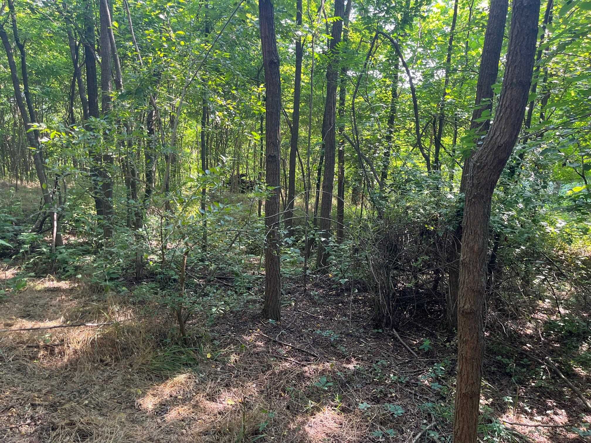 520 Todd Road Mount Sidney, VA 24467 - Photo 12 of 15 a view of a forest with lots of trees