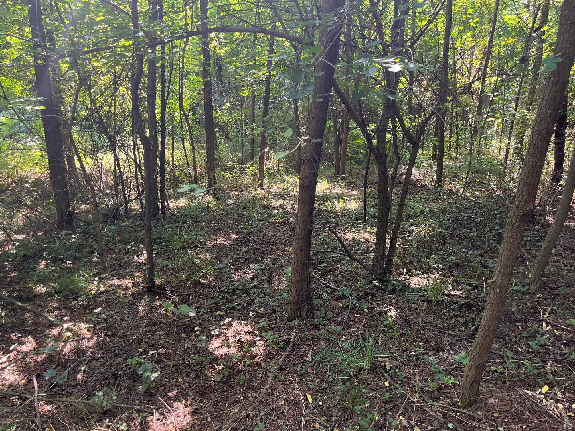 520 Todd Road Mount Sidney, VA 24467 - Photo 13 of 15 a view of a forest with trees