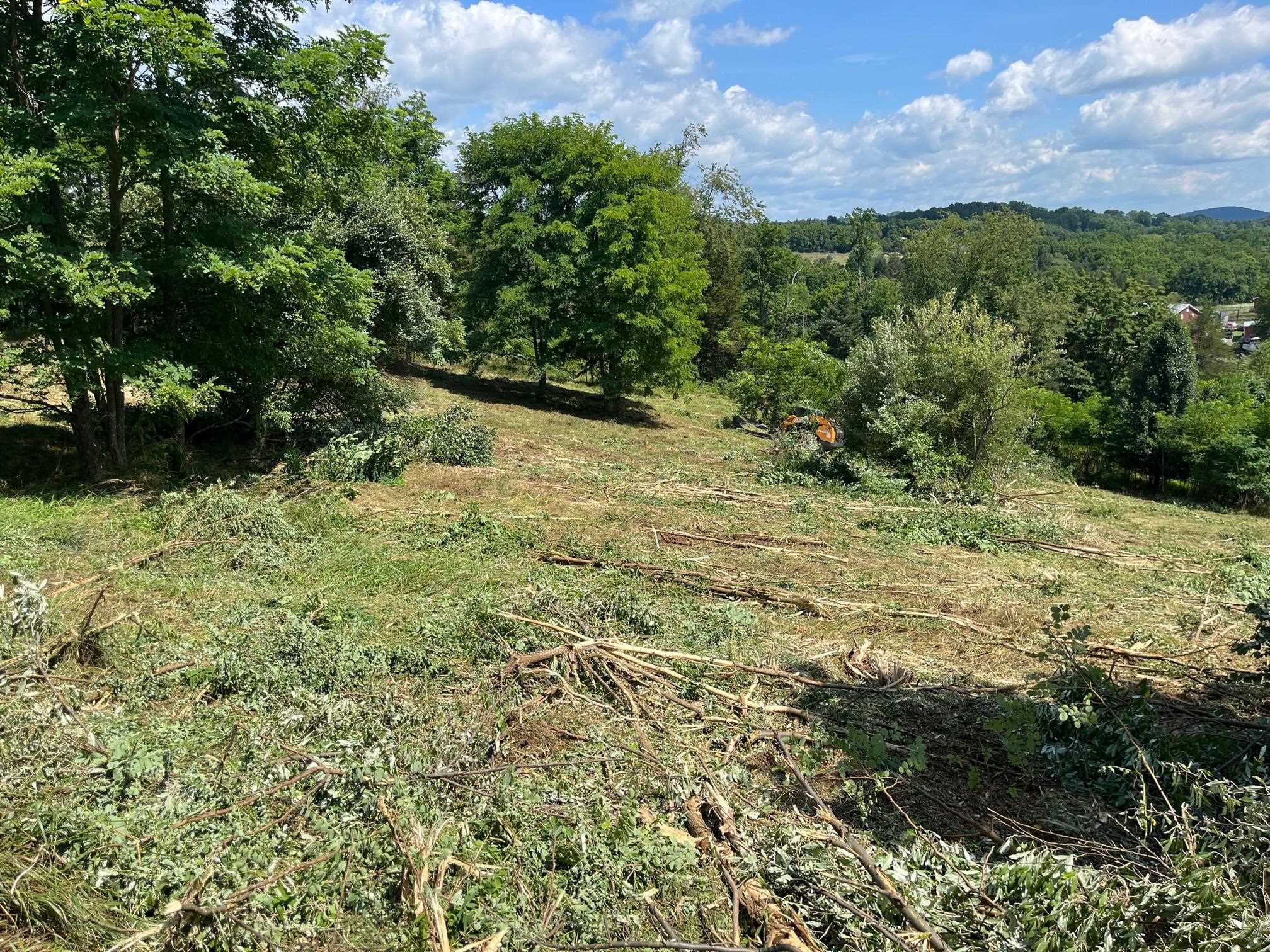 520 Todd Road Mount Sidney, VA 24467 - Photo 14 of 15 a view of a yard with plants and a tree