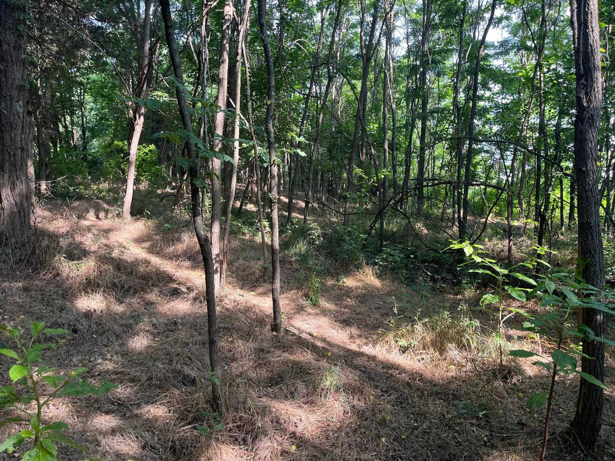 520 Todd Road Mount Sidney, VA 24467 - Photo 10 of 15 a view of forest