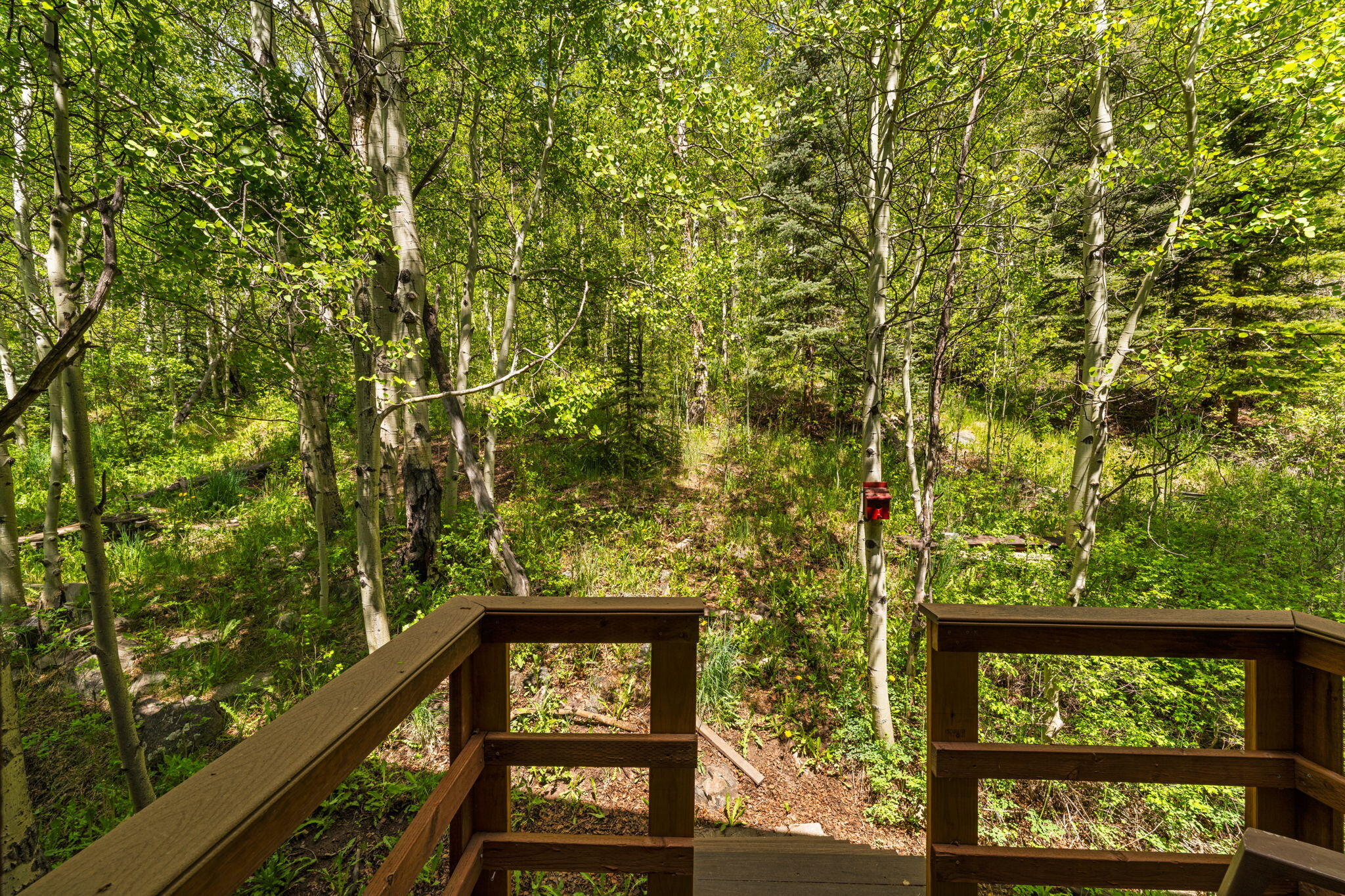 313 North Piedmont Street Rico, CO 81332 - Photo 8 of 43 a view of a forest from a window