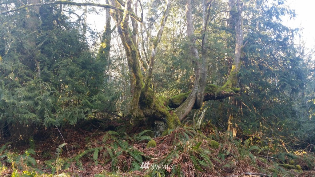 100 Kruse Road Port Angeles, WA 98362 - Photo 20 of 20 Gallery Image 20