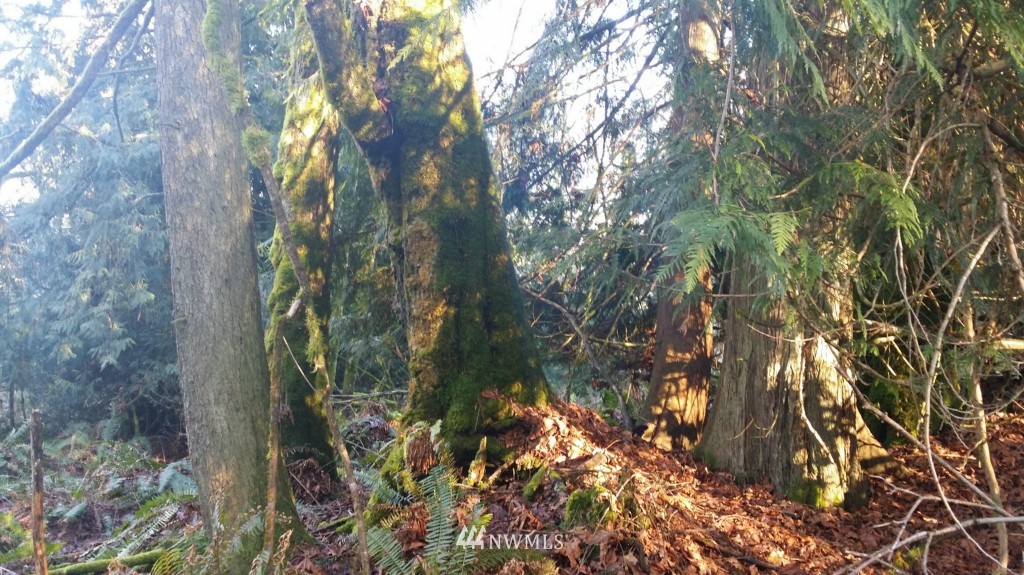 100 Kruse Road Port Angeles, WA 98362 - Photo 10 of 20 Gallery Image 10