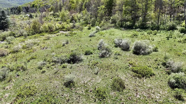 a view of a lush green space