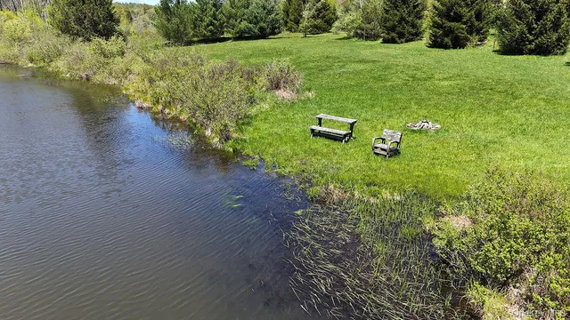 a view of a lush green forest with large trees