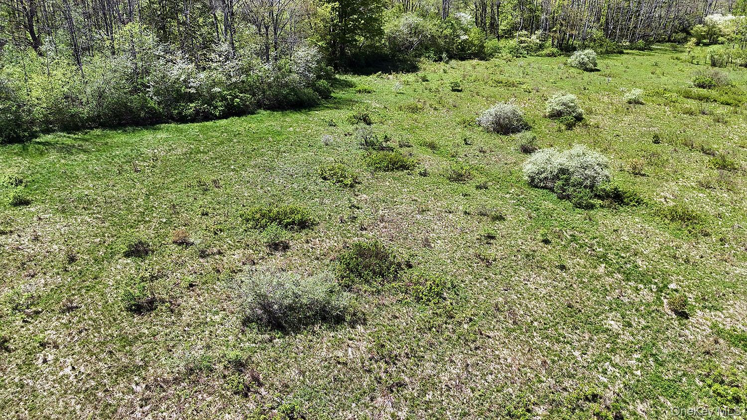 3392 Eminence Road Hancock, NY 12760 - Photo 24 of 43 a view of a lush green forest with large trees