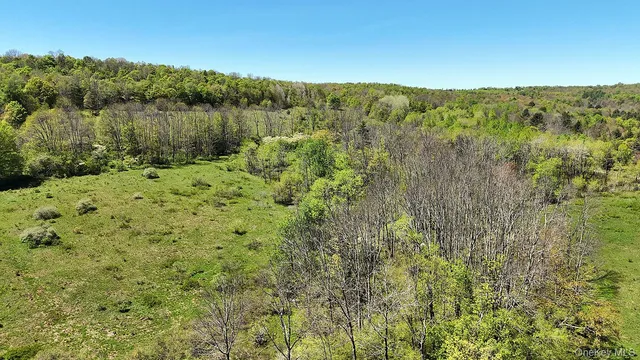 a view of a forest with a tree