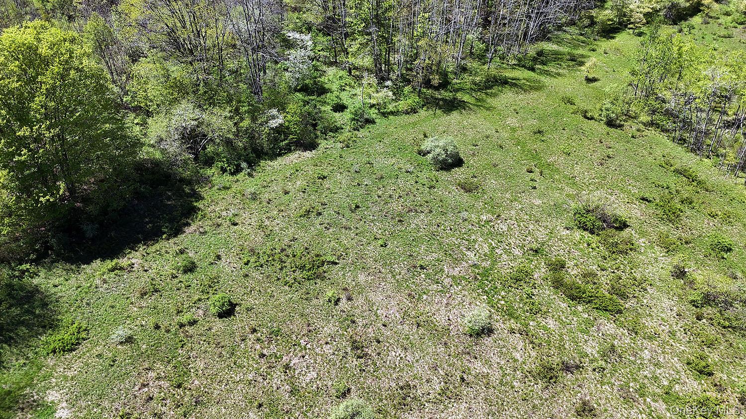 3392 Eminence Road Hancock, NY 12760 - Photo 35 of 43 a view of a forest with a tree