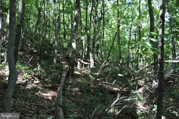 a view of a tree