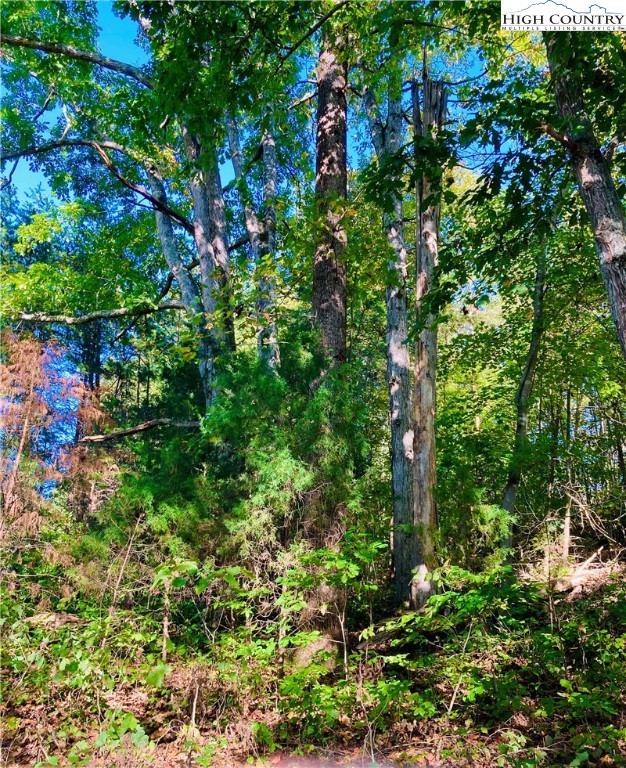 5 Jr Dairy Road Ennice, NC 28623 - Photo 3 of 9 a view of a lush green forest