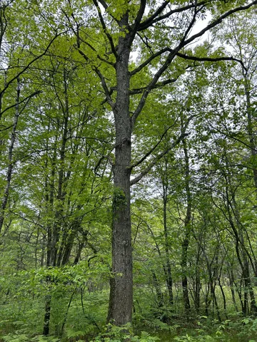 $74,900 | 1 West 1 Mile Road, White Cloud, MI 49349