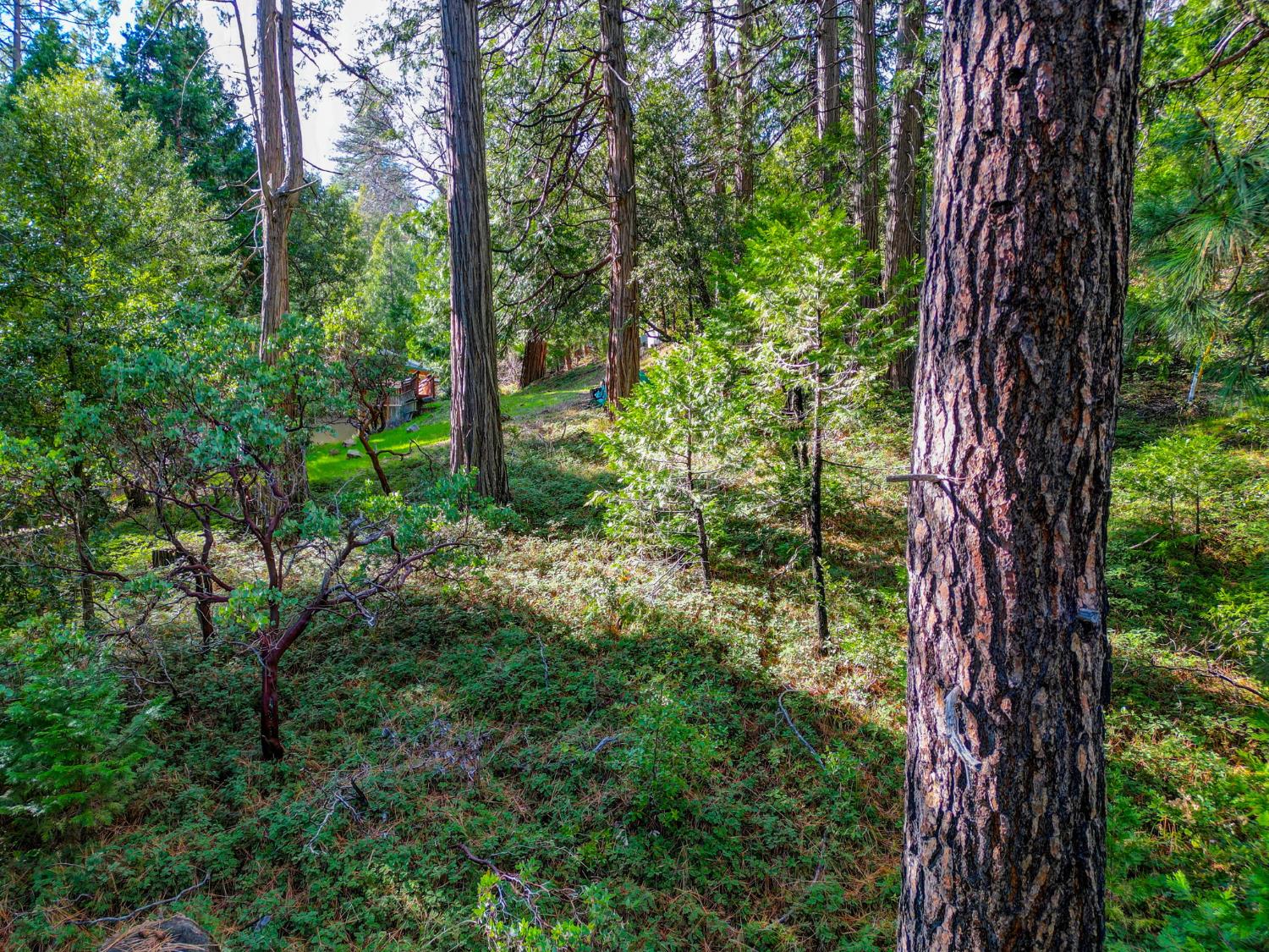 593 Avery Sheep Ranch Road Avery, CA 95224 - Photo 3 of 12