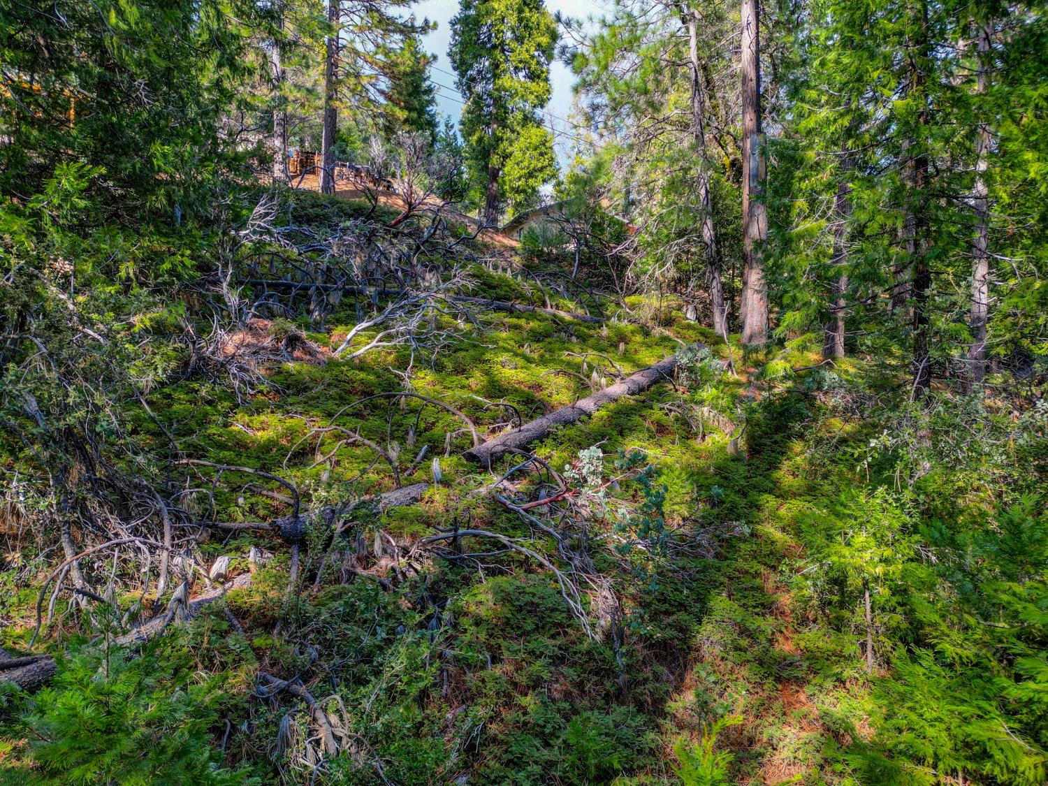 593 Avery Sheep Ranch Road Avery, CA 95224 - Photo 9 of 12
