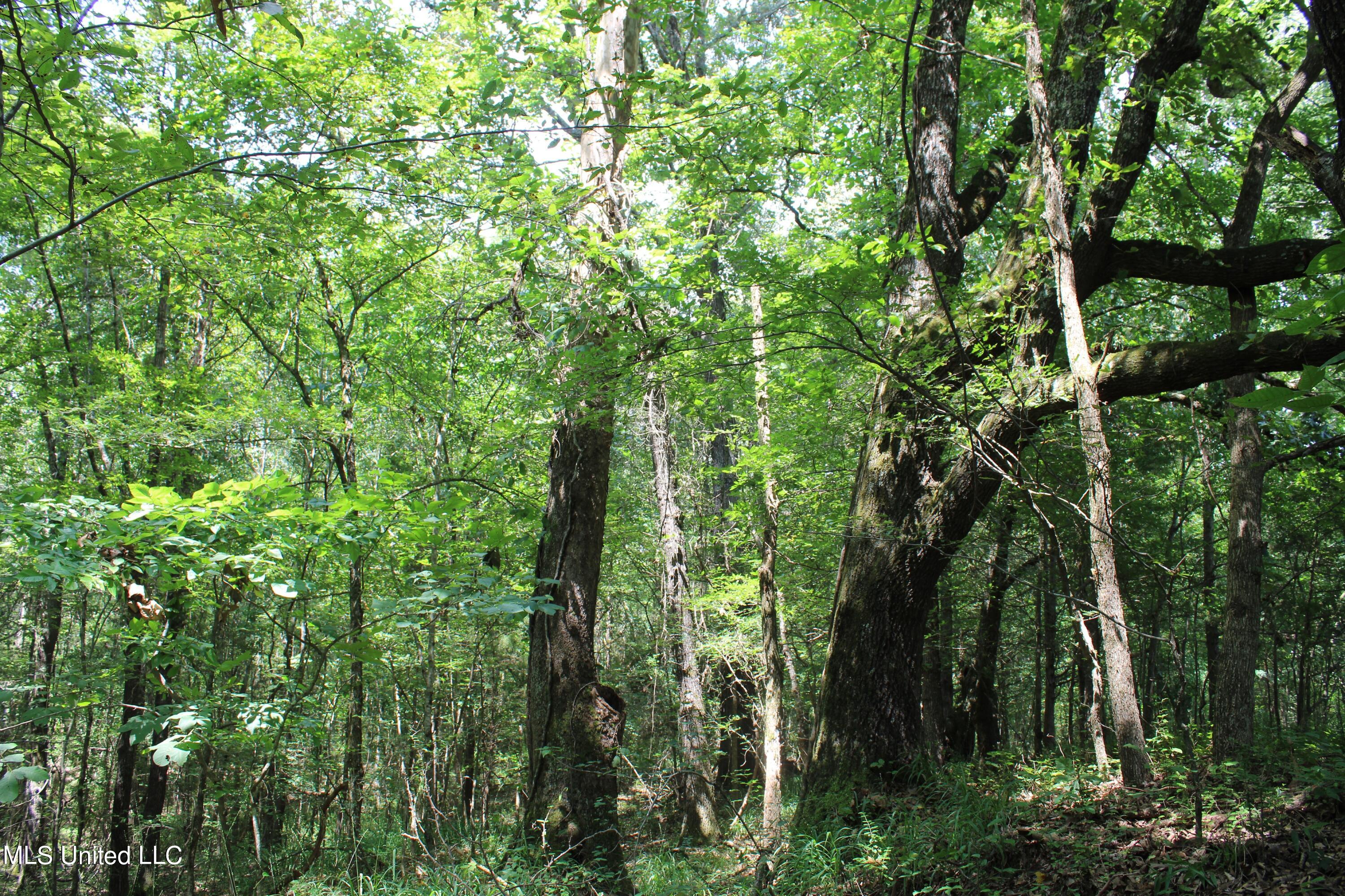 1185 Potts Camp Road Waterford, MS 38685 - Photo 14 of 23 IMG_1773