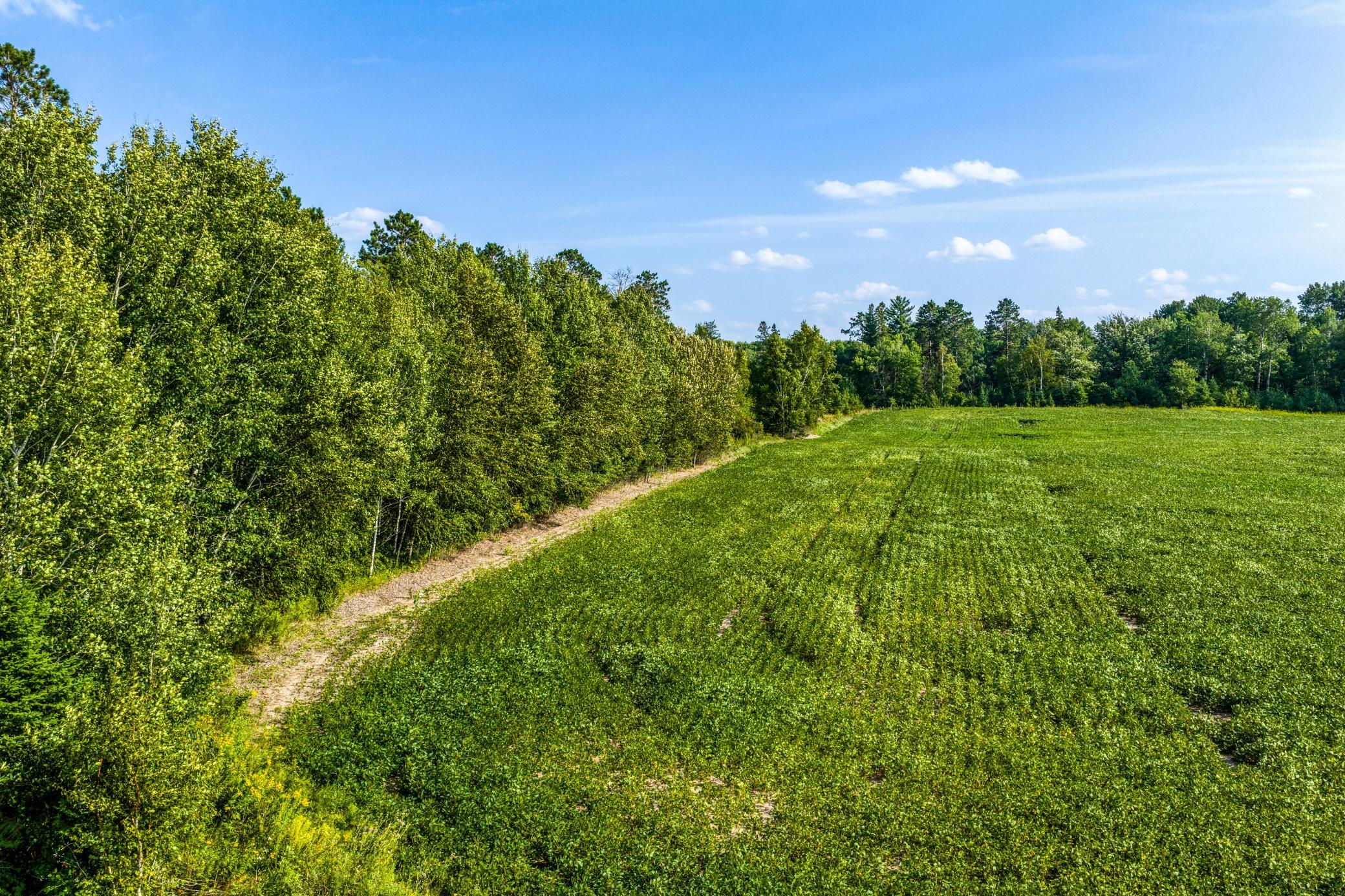 Tbd Buzzle Road Northwest Shevlin, MN 56676 - Photo 9 of 15 Gallery Image 9