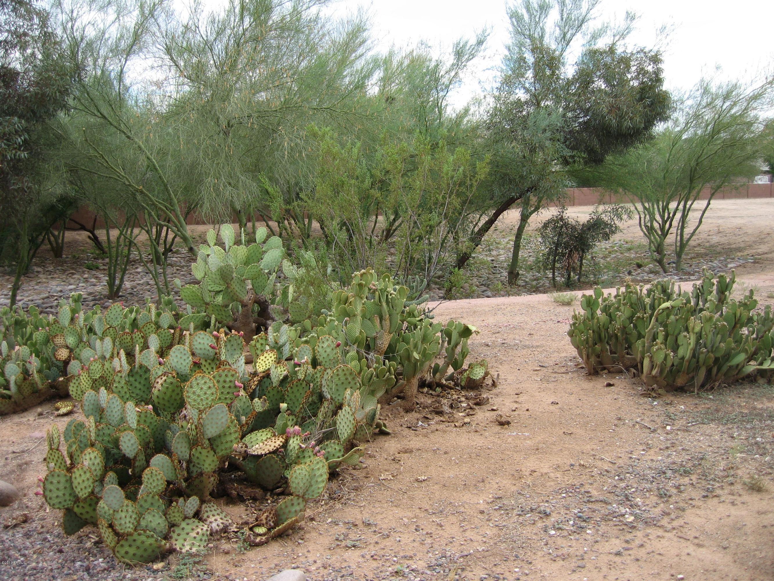 6529 East Decatur Street Mesa, AZ 85205 - Photo 33 of 50 Backyard Backs to Desert Open Area
