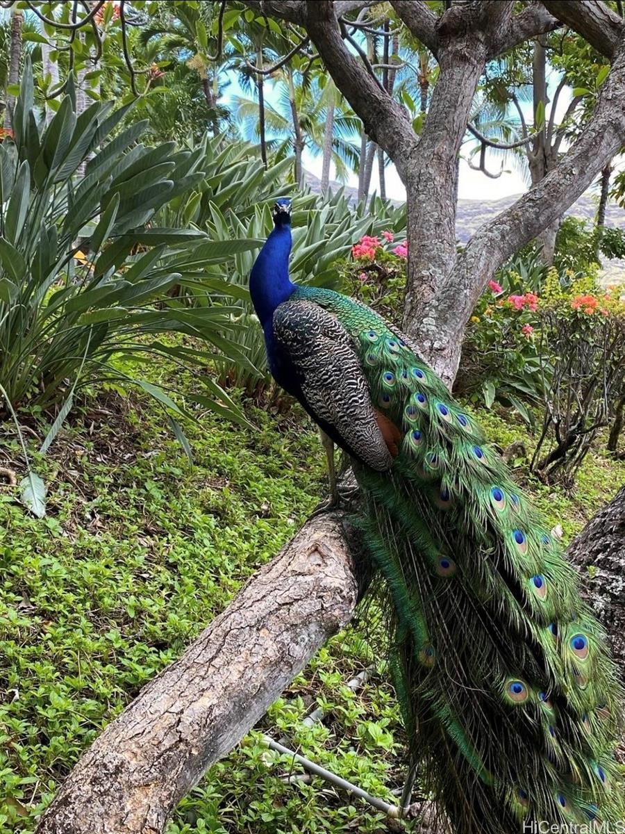 84-664 Ala Mahiku Street, Unit 194C Waianae, HI 96792 - Photo 24 of 25 a view of a garden with plants and a bench