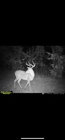 a view of a yard with trees